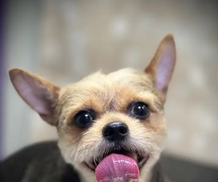Banfield Pet Hospital