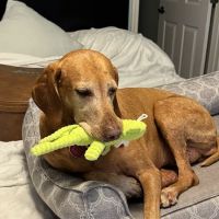 Florida Veterinary Clinic ico