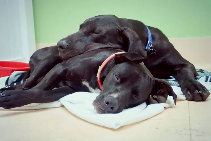 Gateway Animal Hospital Picture 2