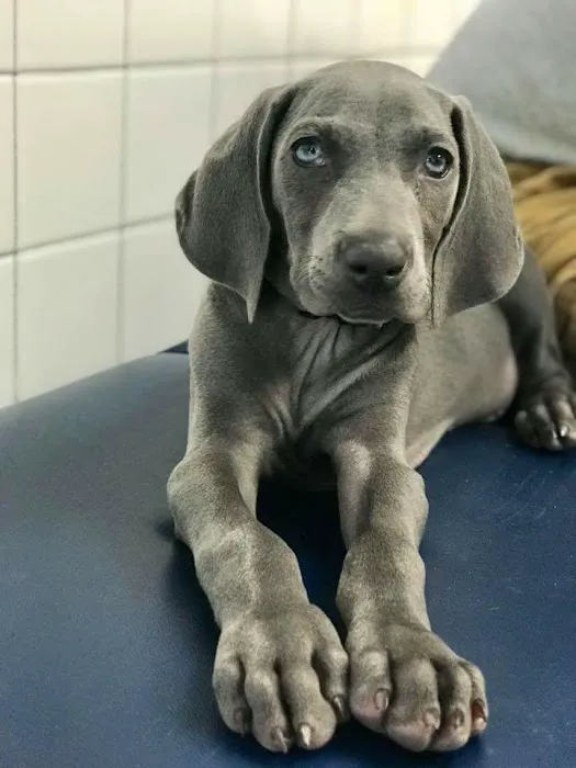 Gateway Animal Hospital Picture 8