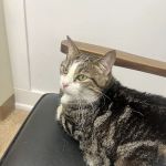 Partridge Animal Hospital