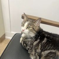 Partridge Animal Hospital ico