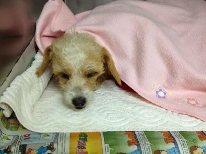 Partridge Animal Hospital Picture 5