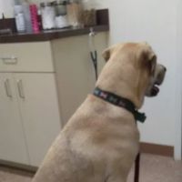 Harvey Partridge, DVM ico