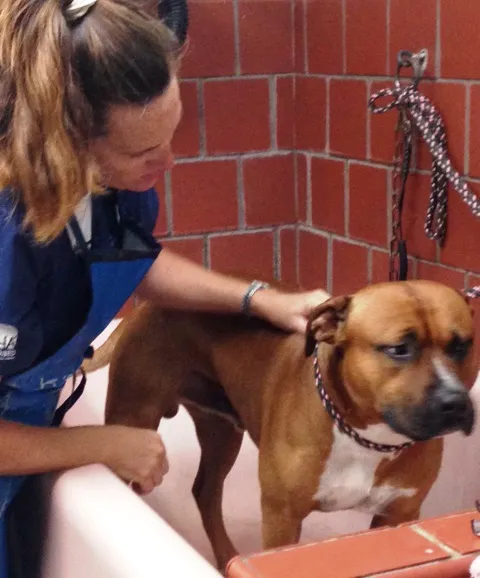 Central Animal Hospital Picture 9