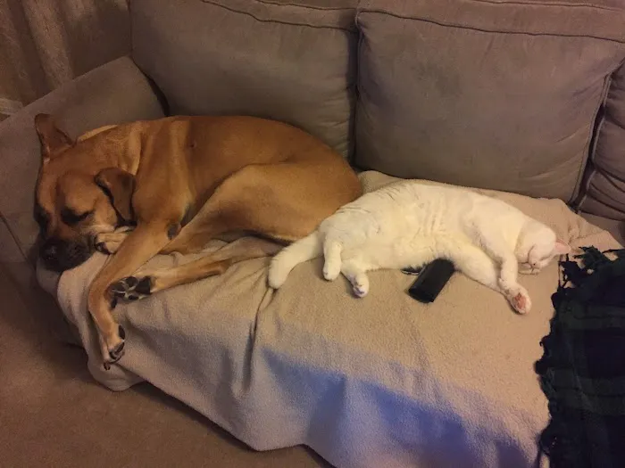 Central Animal Hospital Picture 10