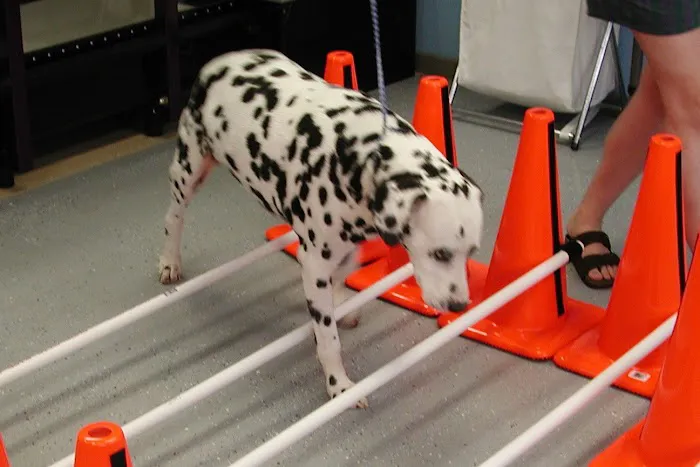 Tampa Bay K-9 Rehab Center Picture 2
