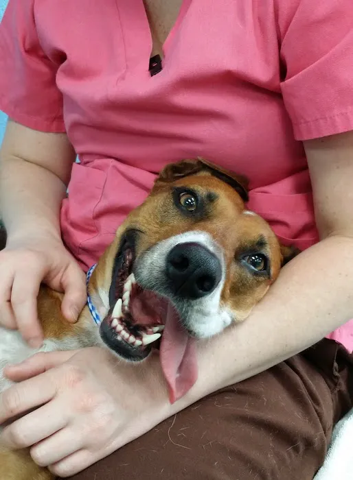 Tampa Bay K-9 Rehab Center Picture 1