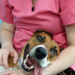 Tampa Bay K-9 Rehab Center