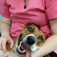 Tampa Bay K-9 Rehab Center ico