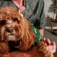 Heartland Animal Hospital: Born Candace DVM ico
