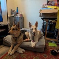 Heartland Animal Hospital ico