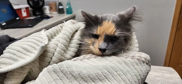 Heartland Animal Hospital Picture 5