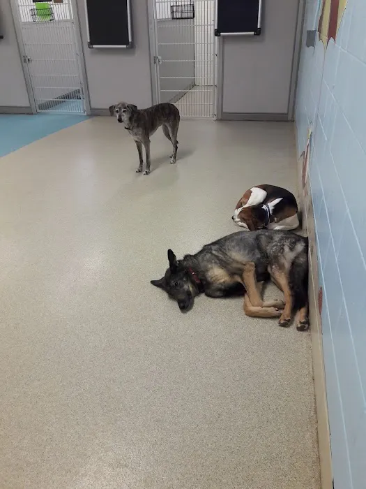 Cannon Valley Veterinary Clinic Picture 1