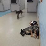 Cannon Valley Veterinary Clinic
