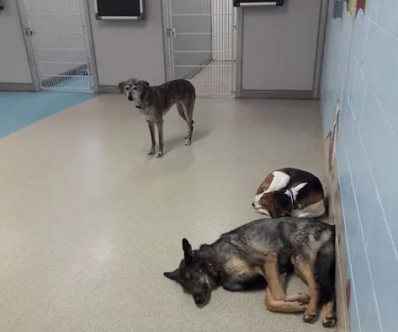 Cannon Valley Veterinary Clinic