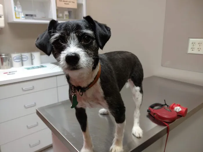 Cannon Valley Veterinary Clinic Picture 6