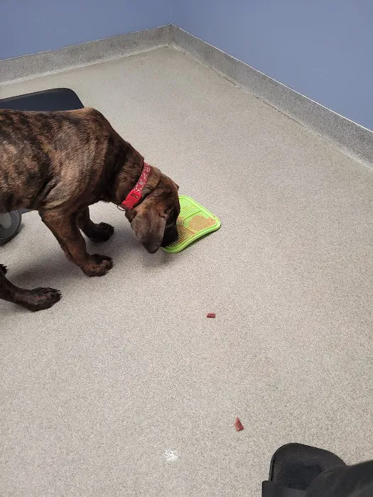 Kind Veterinary Service Picture 3