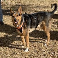 Kind Veterinary Service ico