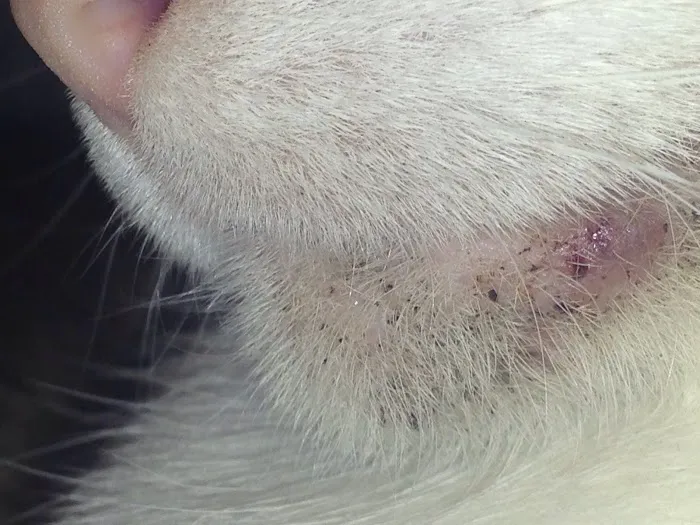 Webster Veterinary Clinic Picture 2