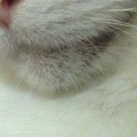 Webster Veterinary Clinic ico
