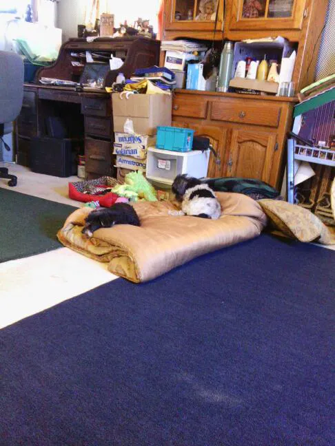 Webster Veterinary Clinic Picture 10