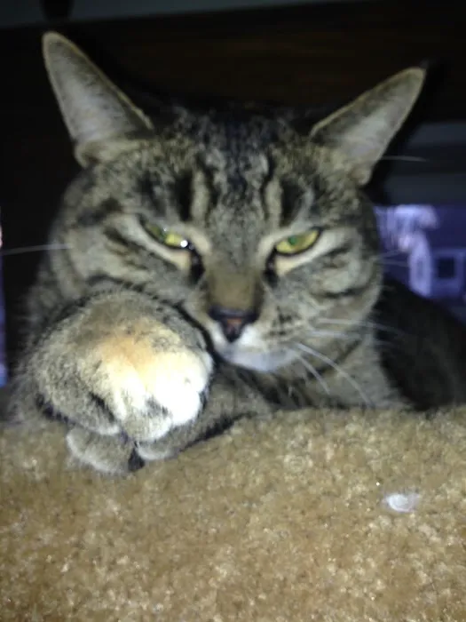 Webster Veterinary Clinic Picture 6