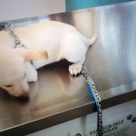 Twin Pines Veterinary Clinic