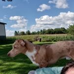 Bear Creek Animal Hospital