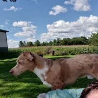 Bear Creek Animal Hospital ico
