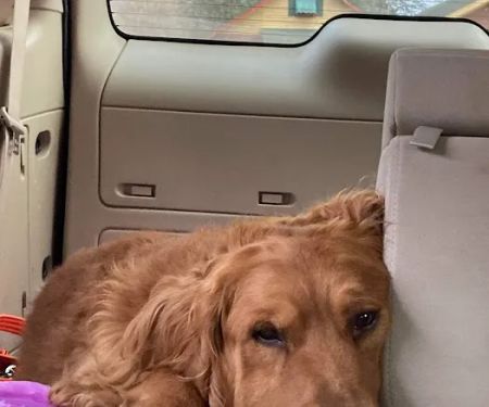 Northern Lakes Veterinary Clinic - Shell Lake
