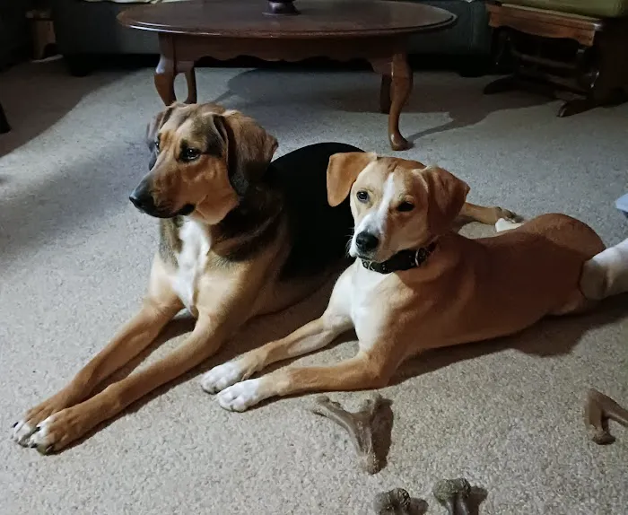 Animal Hospital North Aka Healthy Pets Picture 1