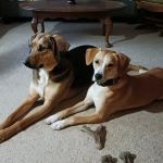 Animal Hospital North Aka Healthy Pets