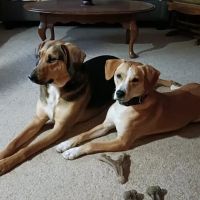 Animal Hospital North Aka Healthy Pets ico