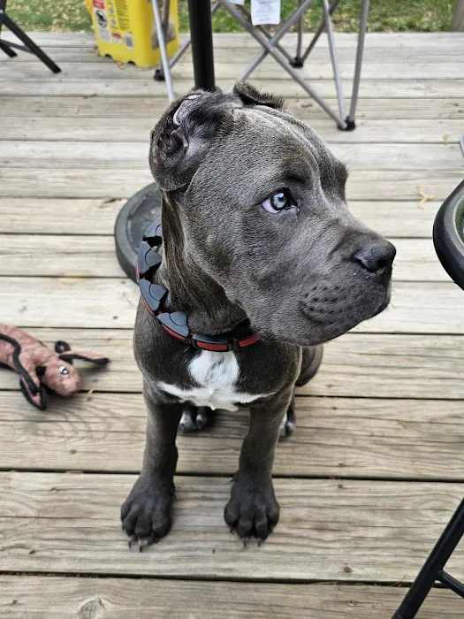 Animal Hospital North Aka Healthy Pets Picture 4
