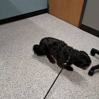 Rice Lake Animal Hospital ico