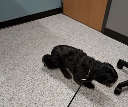 Rice Lake Animal Hospital