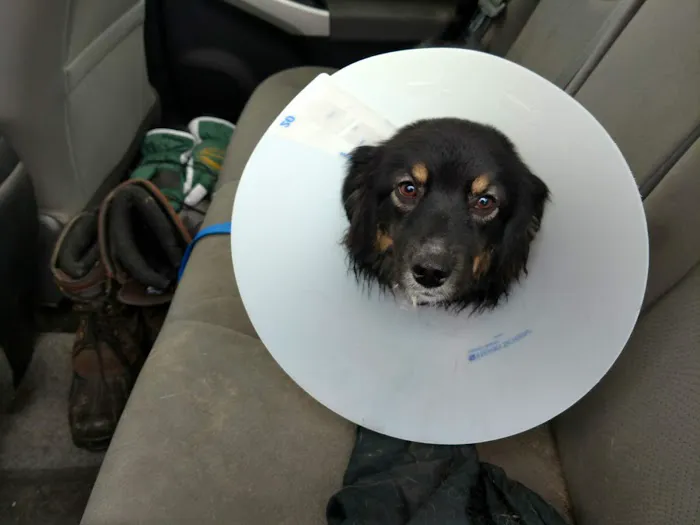 Rice Lake Animal Hospital Picture 8