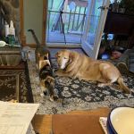 Glenwood City Veterinary Clinic