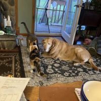 Glenwood City Veterinary Clinic ico