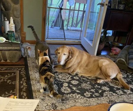 Glenwood City Veterinary Clinic