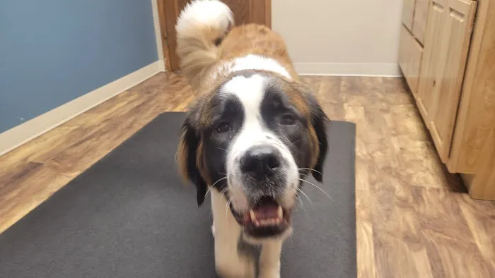Glenwood City Veterinary Clinic Picture 3