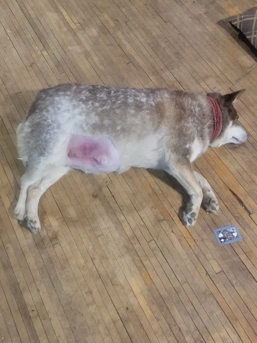 Glenwood City Veterinary Clinic Picture 6