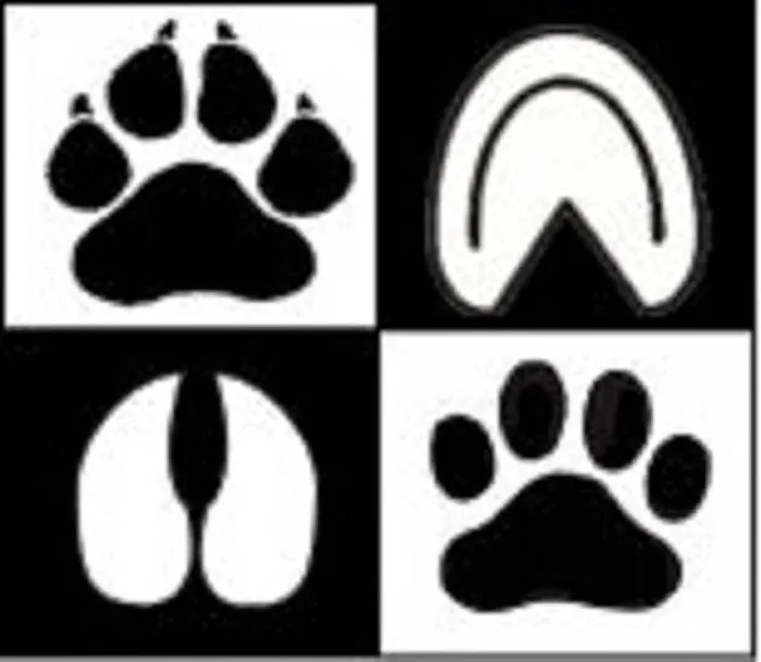 Chetek Veterinary Clinic Picture 5