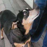 Chetek Veterinary Clinic ico