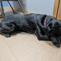 Animal Hospital of Chetek ico