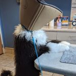 Kinnic Veterinary Service