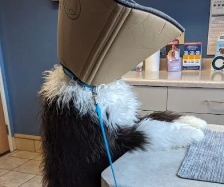 Kinnic Veterinary Service