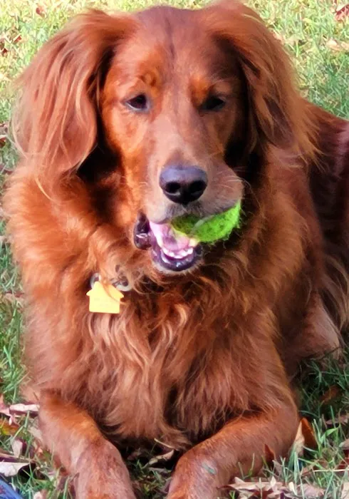 Kinnic Veterinary Service Picture 4
