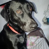 BOVEQ Veterinary Service ico
